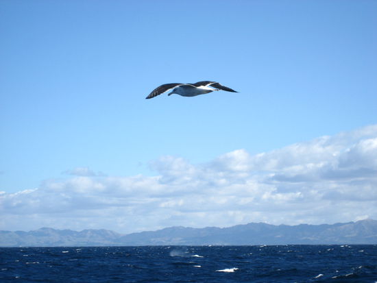 und dazwischen zogen immer wieder albatrosse ihre kreise. im hintergrund sieht man einen weiteren wal sein luft ausstossen