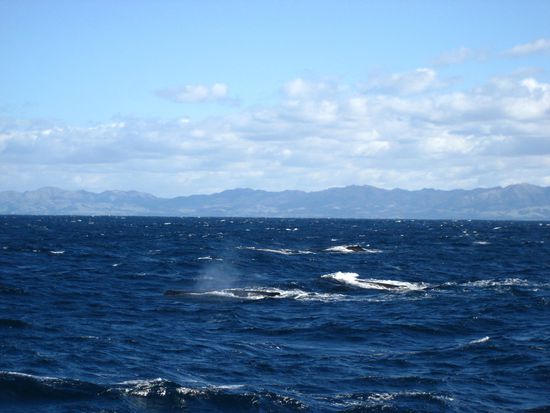 und hier schwimmen vier der wale gleichzeitig oben