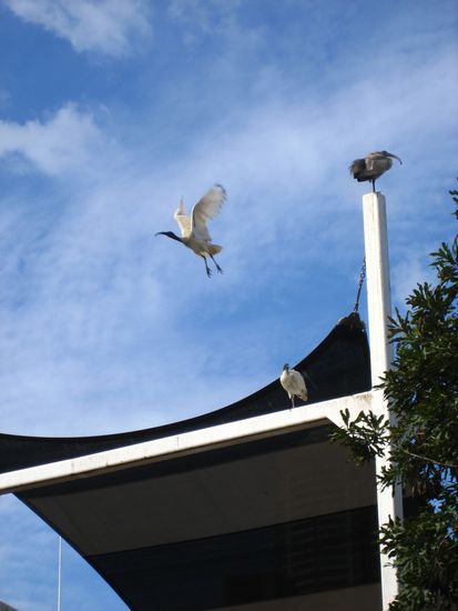 in sydney leben wie selbstverstaendlich diese riesen voegel mit langem gebogenem schnabel, die zweischen den ganzen menschen hin und her fliegen