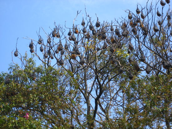 flughunde mitten in sydney!