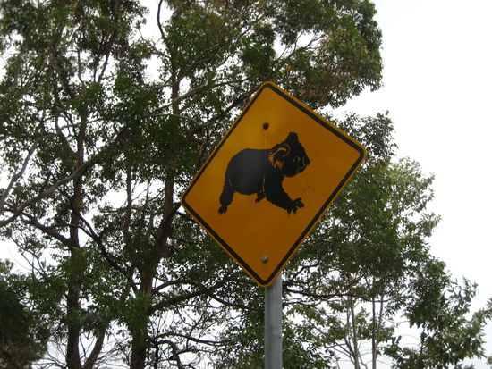 und das sind die legendaeren strassenschilder, die uns die naechsten wochen begleiten werden. ich wollte diese schilder online stellen, da es genau diese dinge sind, die ich mir immer unter australien vorgestellt habe!