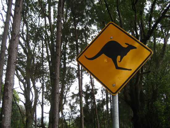 und hier zum baer noch das kaenguru