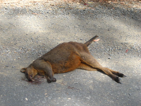 unser erstes kaenguru... leider tot... wir haben bisher erst zwei tote gesehen und mittlerweile gottseidank auch schon viele lebendige...