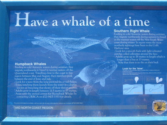 walbeobachtung entlang der kuesten australiens