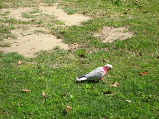 und dieser papagei pickte mit 5 anderen die brotkruemel der touristen auf!