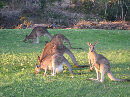 als wir vom parkplatz wegfuhren sassen diese kameraden friedlich grasend ploetzlich in der wiese! das linke vordere hat ein baby im beutel. sie waren ueberhaupt nicht scheu und wir machten sicher 20 fotos, da wir gar nicht glauben konnten ploetzlich so unerwartet (lebende!) kaengurus zu sehen!