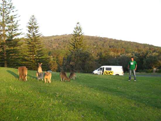 sie scheinen menschen gewohnt zu sein oder vielleicht ist das in australien einfach so...?