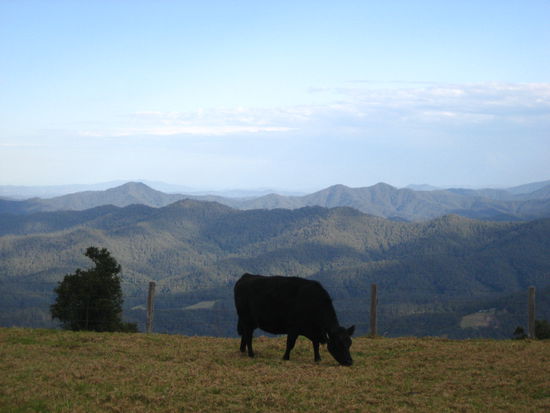 wald wohin das auge blickt...!