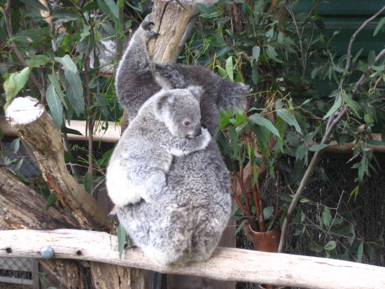 die koalas sind ganz witzige zeitgenossen