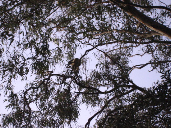 als wir abends noch einen strandspaziergang machten, sahen wir dann auch unseren ersten koala in freiheit.