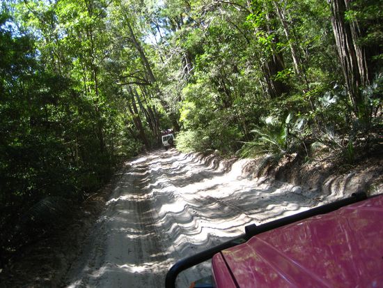 mitten durch den regenwald, der auf reinem sand waechst.