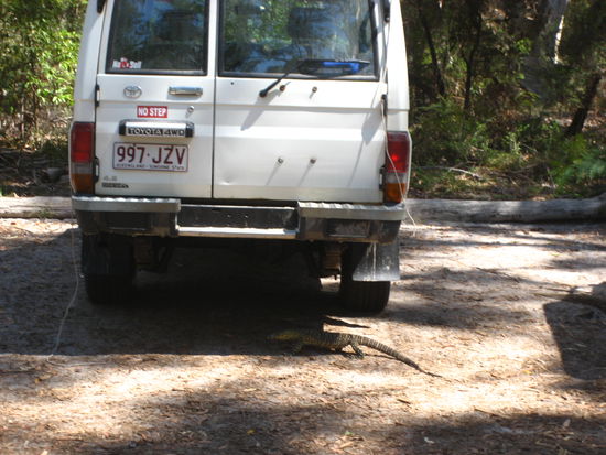 zurueck beim auto marschierte dieses tier ueber den parkplatz. roland, was ist es nun? wir konnten es dir heute am telefon ja nicht sagen...!