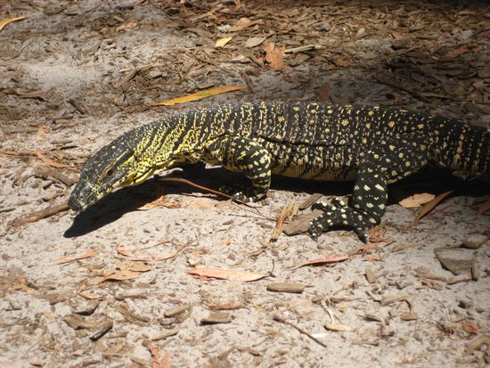 hier nochmal in gross. wir bitten um aufklaerung, wie dieses tier auf deutsch heisst.
