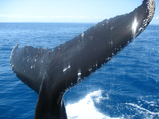 die flosse haette ich anfassen koennen, wenn ich gewollte haette. er tauchte direkt vor meiner nase ab unters boot.