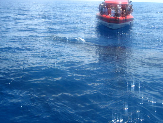 hier sieht man wie nah die wale kommen. die boote stehen still.