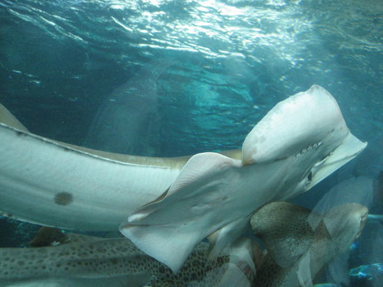 wenigstens im zoo mal gesehen...