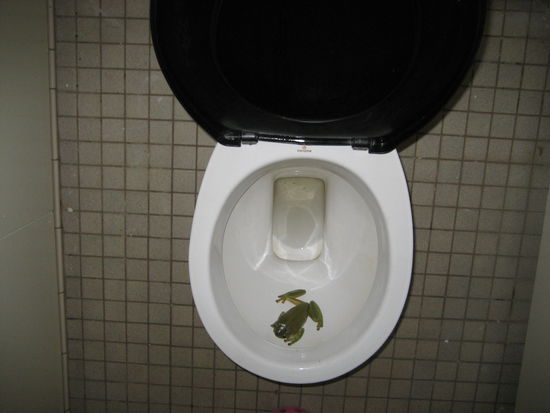 besuch im maennerklo. am naechsten tag pruefte chris ob der frosch noch drinsitzt, sah ihn aber nicht. somit benutzte er die toilette und beim spuelen sah er, wie sich der frosch mit aller kraft versuchte, unter dem rand festzukrallen, um nicht mitgerissen zu werden, der arme