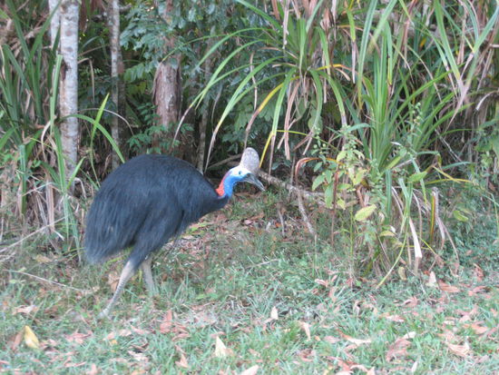 eincassowary mit seinem helm, der wie eine machete beim rennen durch den dschungel den weg fuer ihn freischlaegt