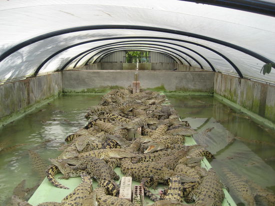 nach drei jahren heisst es kopf ab und es wird eine handtasche daraus.