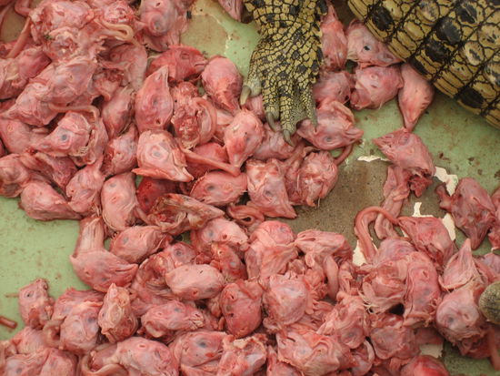 das lecker futter dazwischen. mir wurde echt schlecht... ;-(