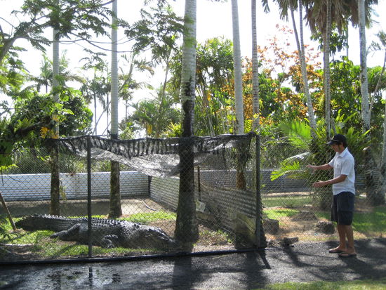 so: das ist gregory, eine in der umgebung gefangene bestie von 5,2 meter. ein riesenviech und wir trauten uns echt trotz zaun nicht wirklich ran. das sowas hier um uns rum in den tuempeln lebt ist echt scary...