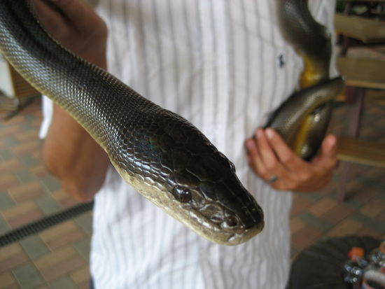 ach ja, schlangen sollten wir auch noch halten. das war noch der angenehme part fuer mich. sehr schoene tiere, die sich einfach toll anfuehlen.