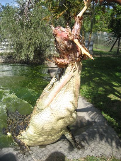 in sekunden wurde das huhn zermalmt...