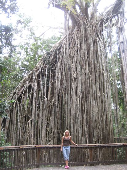 "curtain fig tree", da es aussieht wie ein vorhang (fig tree ist ein feigenbaum fuer alle vorschnellen kommentare)