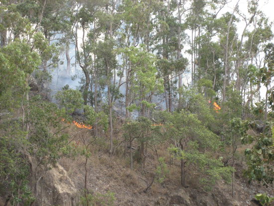 buschbrand direkt neben der strasse! krasse sache! wir haben ein video, wo es tatsaechlich DIREKT neben dem asphalt brennt. "controlled burning"...