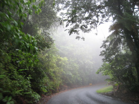 nebel, regen. wie es sich fuer einen regenwald auch gehoert!