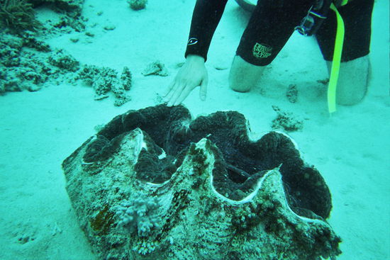 eigentlich schlimm, dass selbst die tauchlehrer uns lehren bestimmte dinge anfassen zu duerfen...