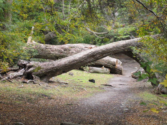 ueberall sind ganz viele kanninchen/hasen rumgerannt. ist ja peinlich, doch wir wissen nicht genau was es waren... gibt es schwarze hasen?...