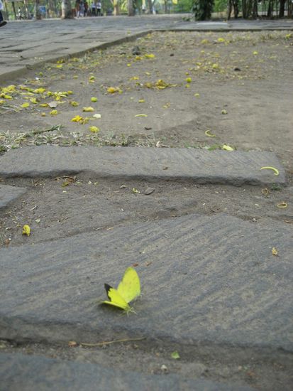 das rechte ist ein schmetterling, links liegen blueten in identischer groesse und farbe