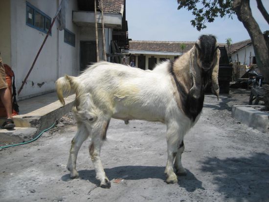 am office gab es die groesste ziege, die ich je gesehen habe. groesse als ein kalb.