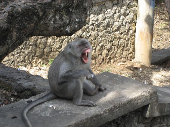 hinterlistige affen am tempel in uluwatu (muss man nicht hin...). was bei uns freilaufende katzen sind, sind hier an allen hindu-staetten die affen... und die werden NICHT meine freunde!