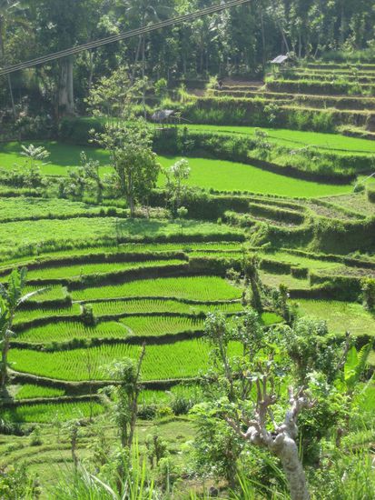 reisterassen soweit das auge reicht