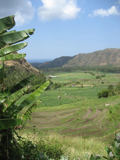 blick ueber die reisfelder zum meer