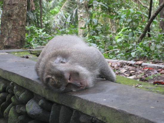 faul und verfressen...