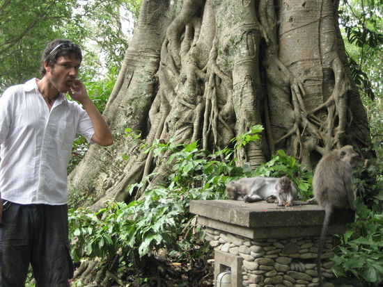 eine komplette affenfamilie (rechts)