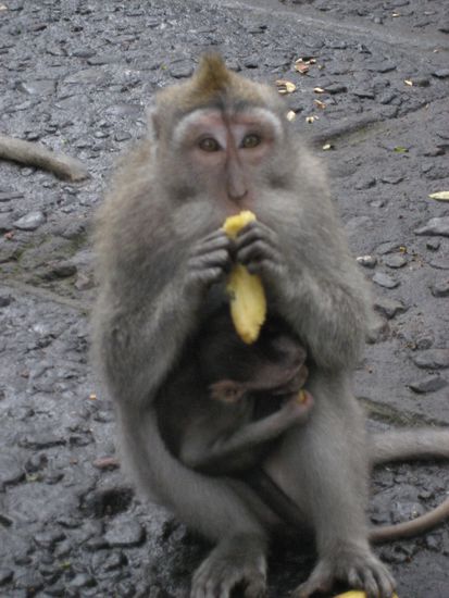 der hier frisst meine banane