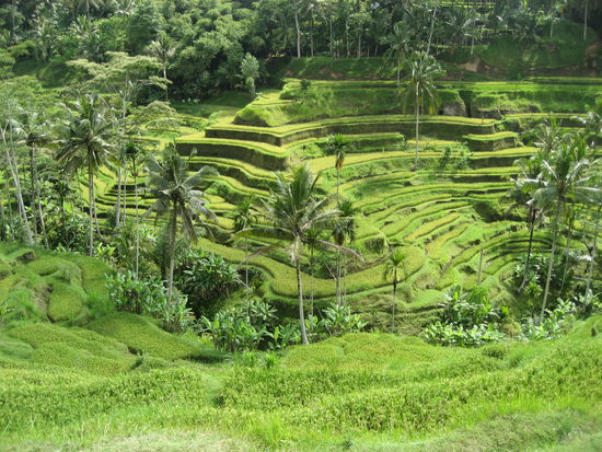 wunderbare reisfelder, echt wie gemalt oder von einer der postkarten
