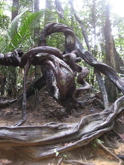 wurzelformationen unterwegs