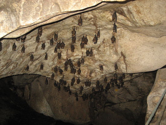 und UEBERALL waren fledermaeuse, vom gestank mal ganz abgesehen...
