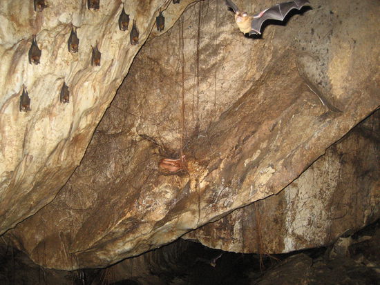 und die kroenung: die schlange (das kleine zusammengerollte in der mitte)