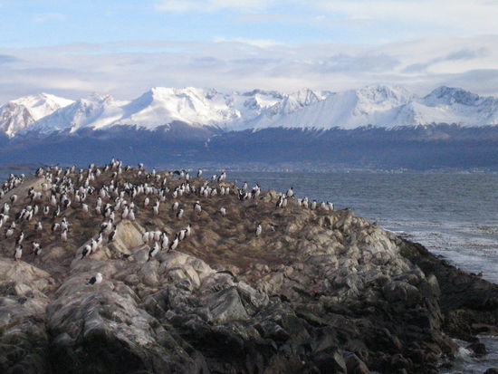 ein fels voller kormorane