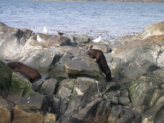 und endlich kamen wir den robben auch ganz nah. hier startet ein baby die ersten kletterversuche.