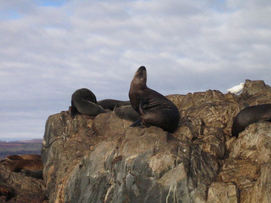 auf diesem fels leben den winter ueber nur noch die weibchen und deren jungen -die maennchen sind wie bereits in den peninsula valdez beim fett anetzten in der antarktis, um fuer den begattungs-marathon im fruehjahr geruestet zu sein.