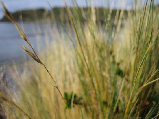 da das gras aufgrund der salzigen luft sehr salzhaltig ist, ist auch das lammfleisch in der gegend um ushuaia bereits auf natuerliche weise gesalzen. und deshalb wohl auch besonders speziell.