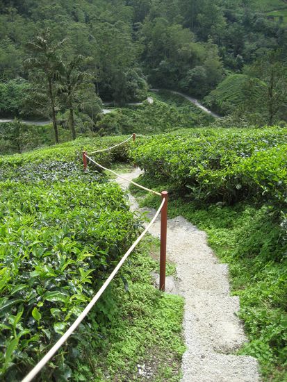 weg durch die teefelder nach oben