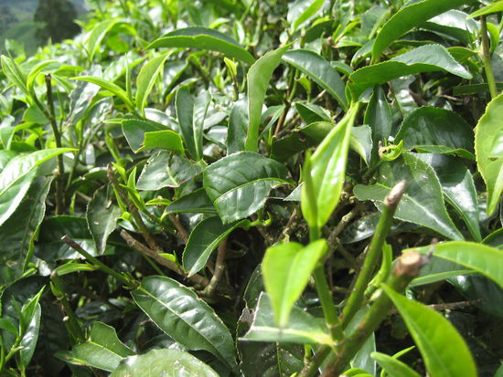 SO sieht tee eigentlich aus, was als gruenes blatt gar nicht so schmeckte